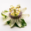 Passionsblumenextrakt | Passiflora incarnata